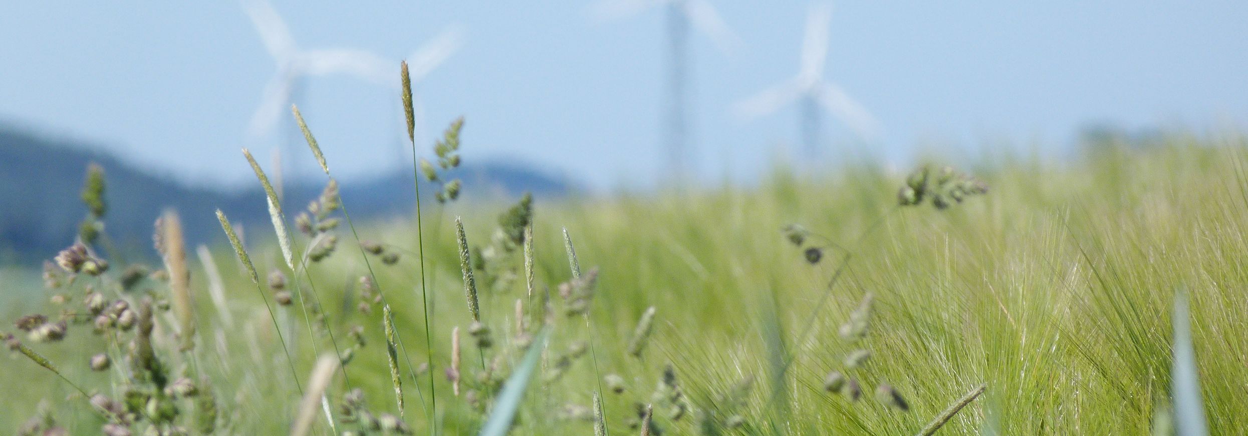 Feld mit Windrädern im Hintergrund